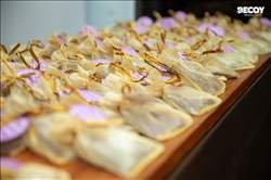 Festa das Estrelas 2025 - Rondônia 